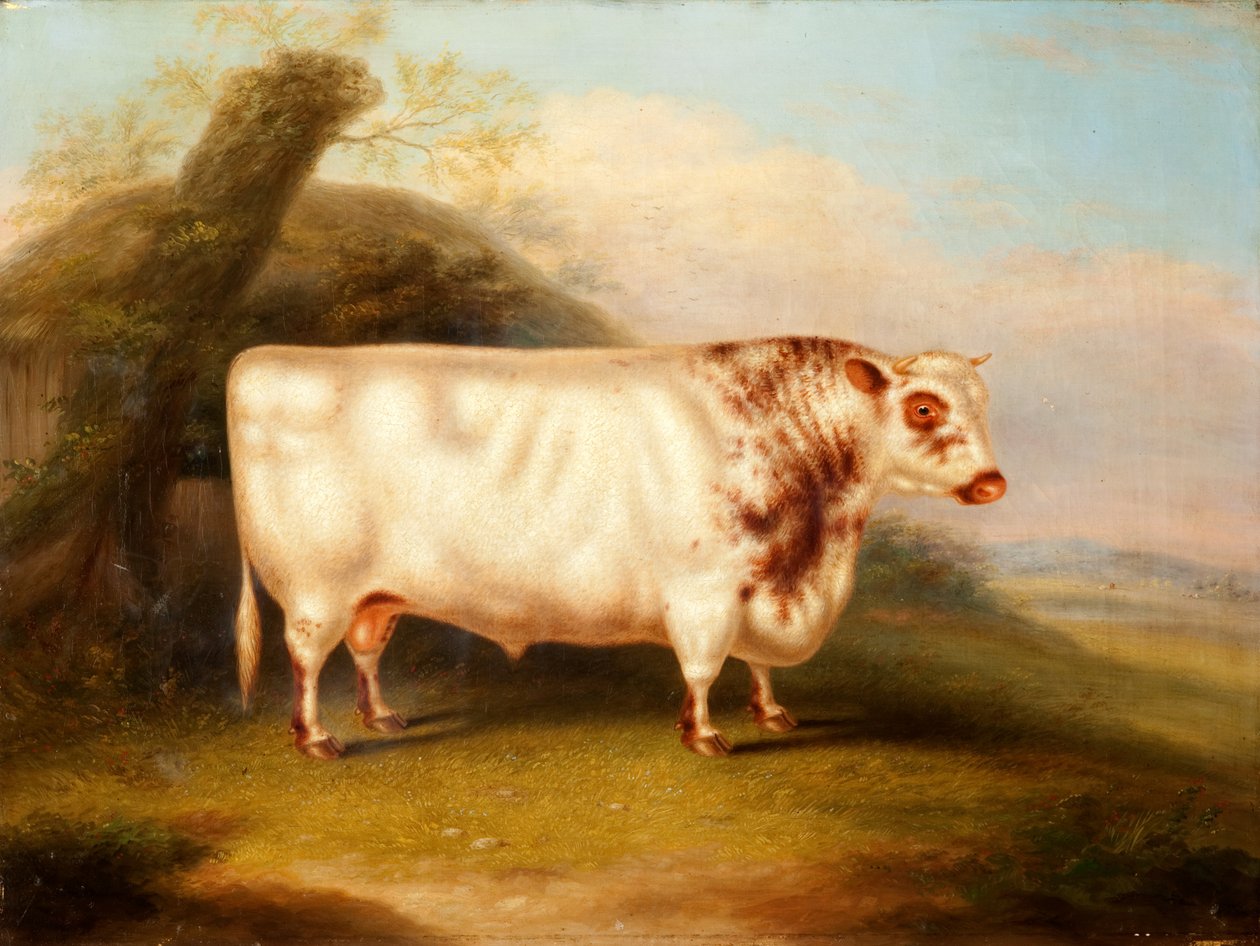 Harlsonia (Shorthorn Bull), noin 1855 tekijältä Henry Stafford