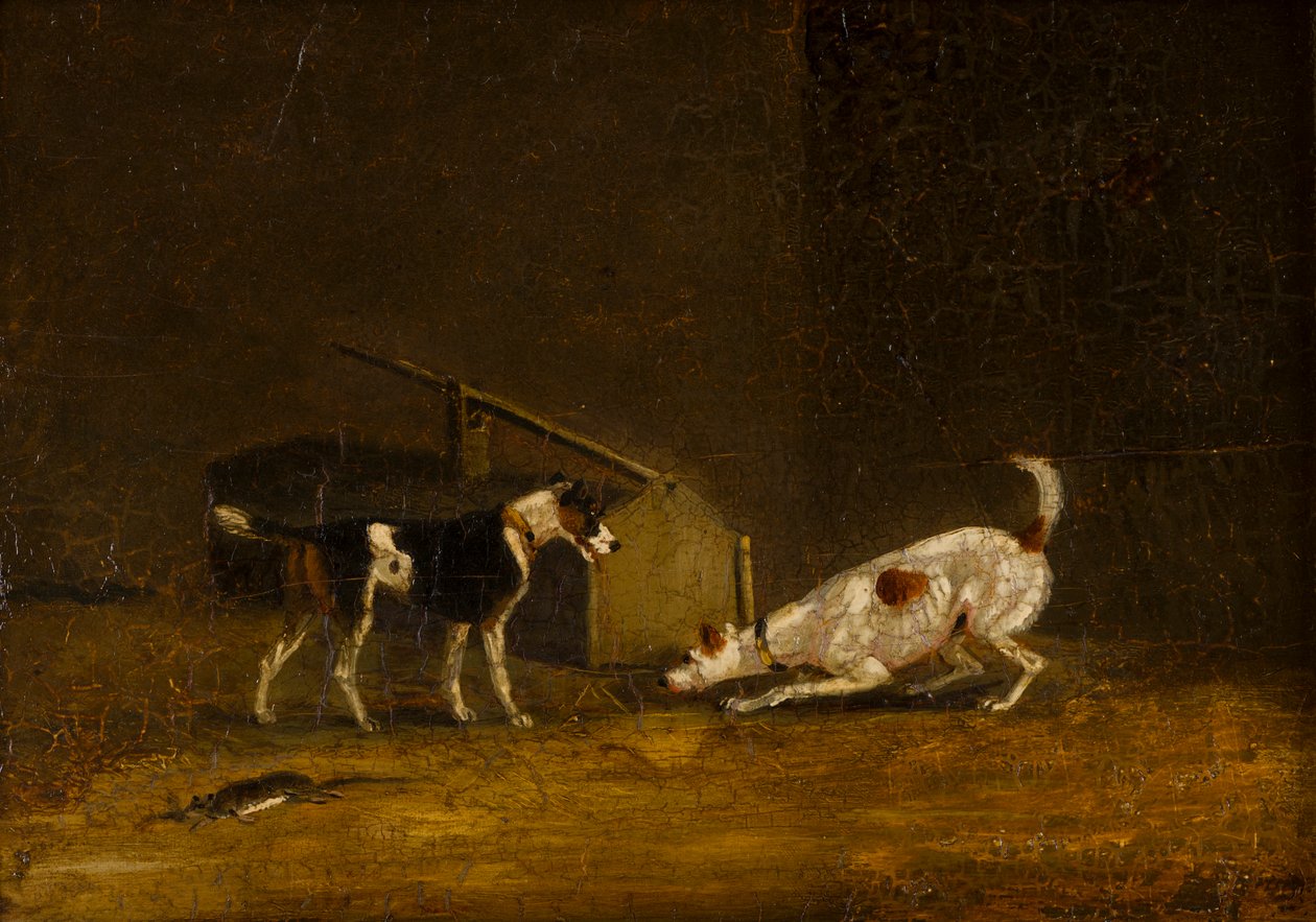 Two Terrier Ratting, c.1805-51 (öljy paneelissa) tekijältä Henry Thomas (follower of) Alken
