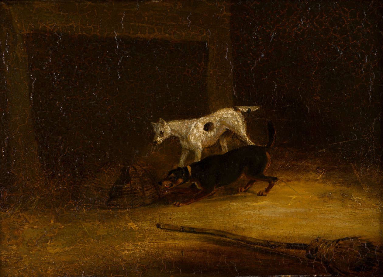 Kaksi terrieriä yrittävät päästä ansassa olevaan rottaan, n. 1805-51 (öljy paneelissa) tekijältä Henry Thomas (follower of) Alken