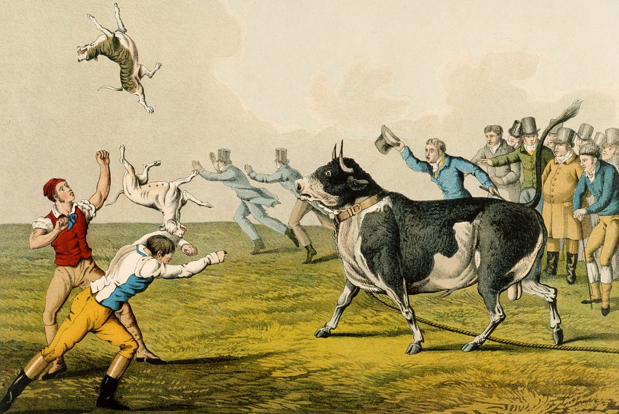 "Bull Baiting", pubi. kirjoittanut Thomas McLean, 1820, (tulostus) tekijältä Henry Thomas Alken