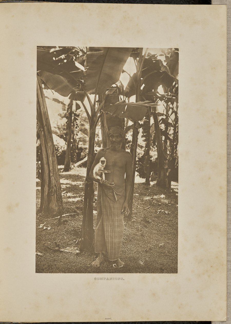 Seuralaiset tekijältä Henry W. Cave