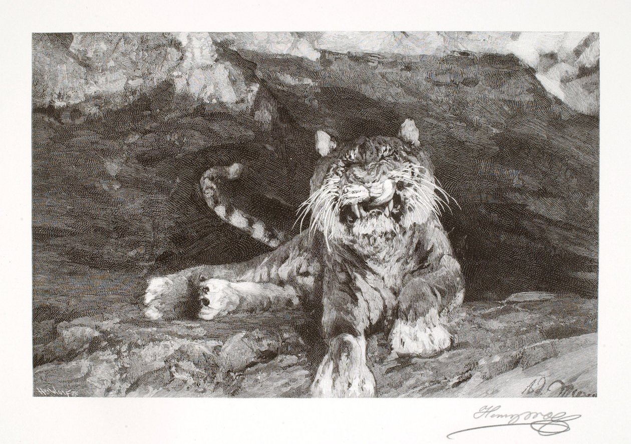 Tiikeri tekijältä Henry Wolf