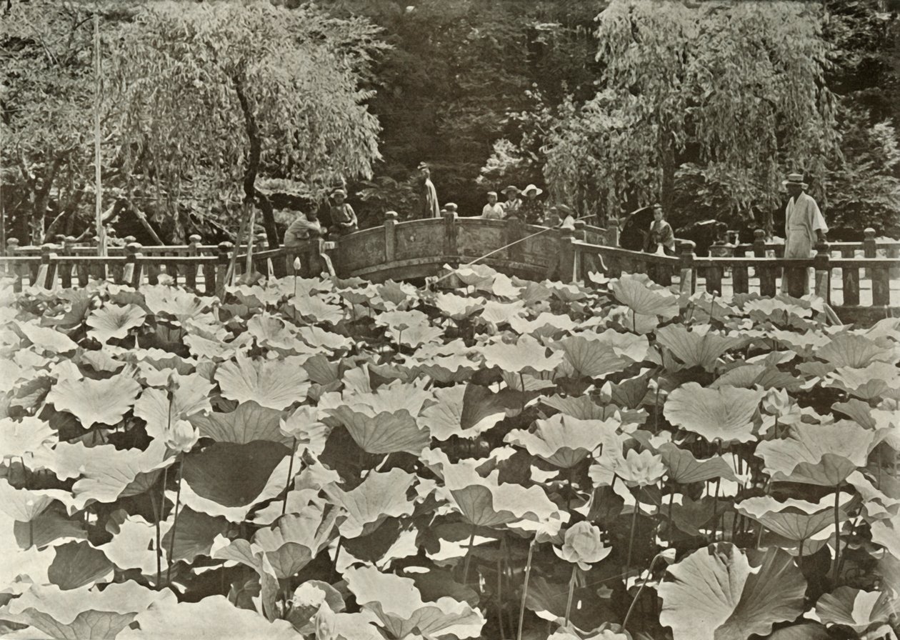 Lotus Pond, 1910. tekijältä Herbert Ponting
