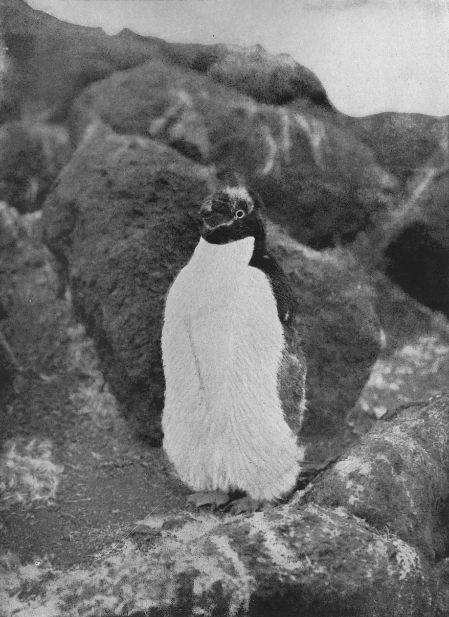 Sulava pingviini, c1911, 1913 tekijältä Herbert Ponting