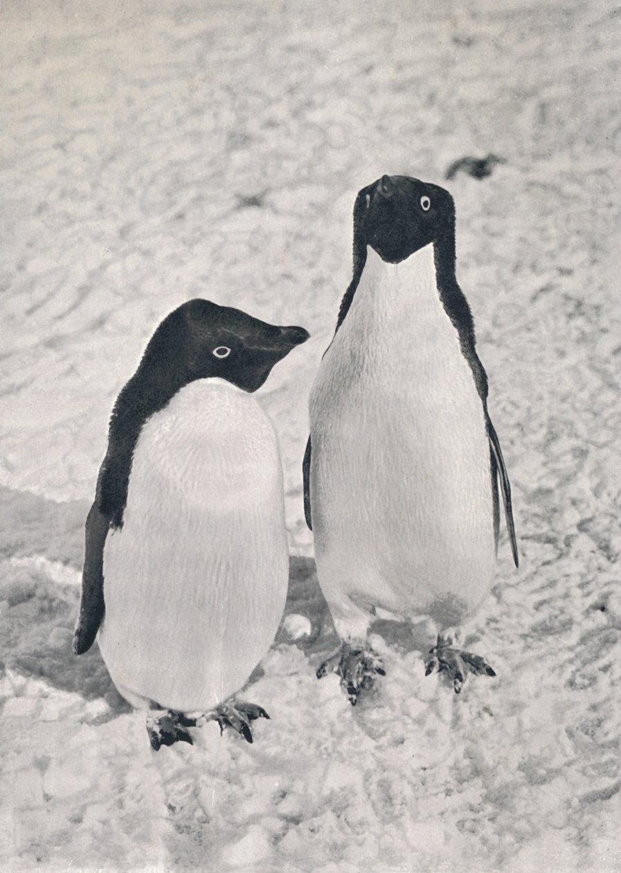 Adélie Penguins -pari, c1911, 1913 tekijältä Herbert Ponting