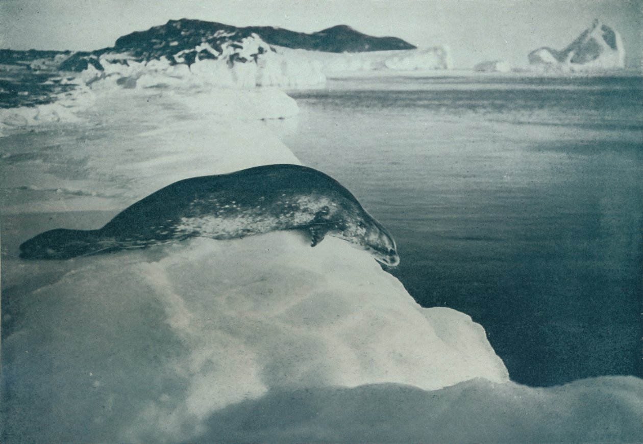 Weddellin sinetti sukeltamassa, c1911, 1913 tekijältä Herbert Ponting