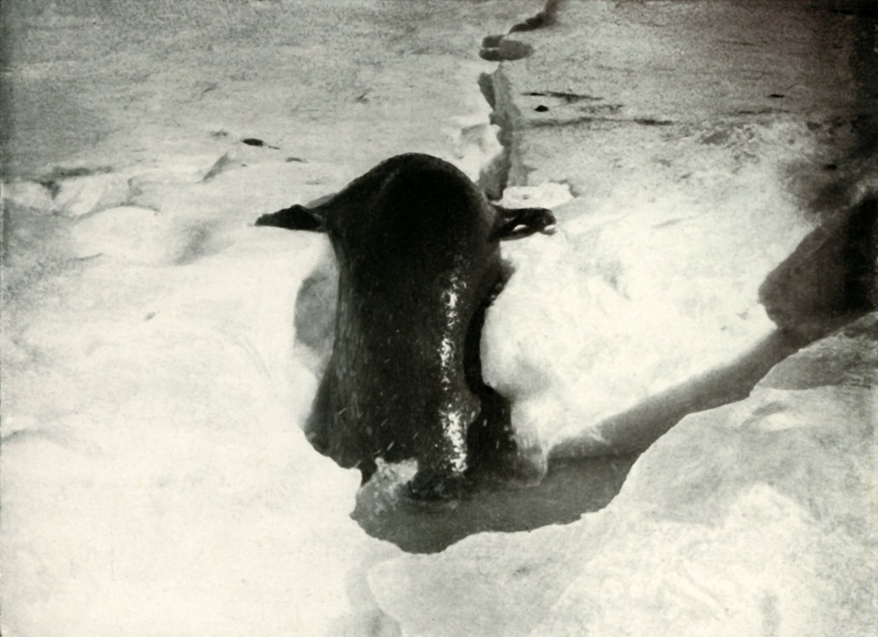 Weddellin sinetti pääsemässä jäälle, marraskuu 1911, 1913 tekijältä Herbert Ponting