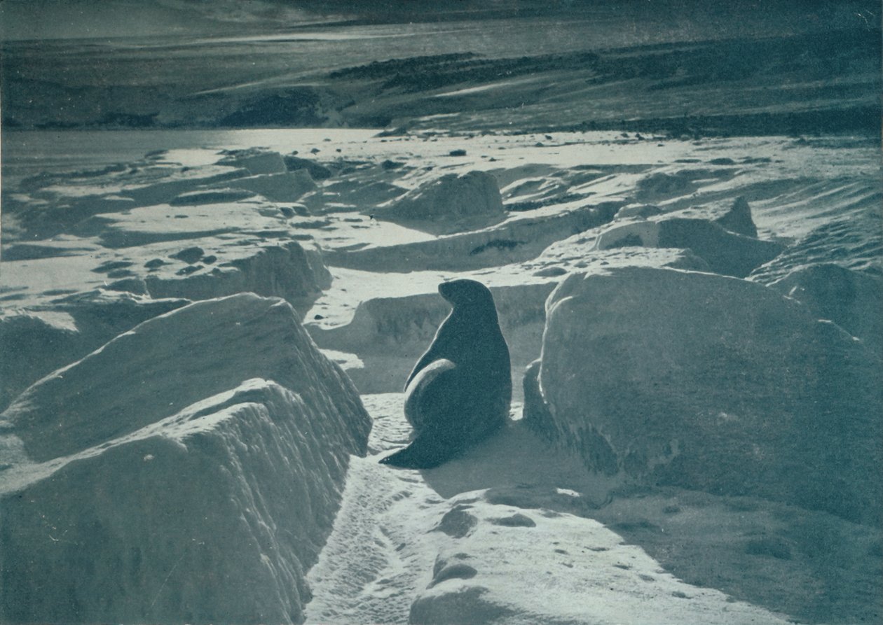 Weddellin sinetti rannalla, 1911, 1913 tekijältä Herbert Ponting