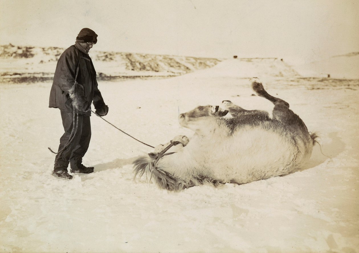 Mies ja hänen hevosensa lumessa tekijältä Herbert Ponting