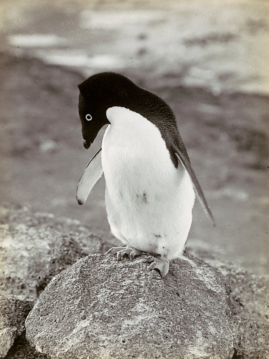 Pingviini Etelämantereella tekijältä Herbert Ponting