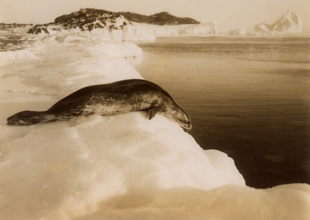 Weddell-hylje on sukeltamassa West Beachillä, Cape Evansilla, Etelämantereella, 1911. tekijältä Herbert Ponting