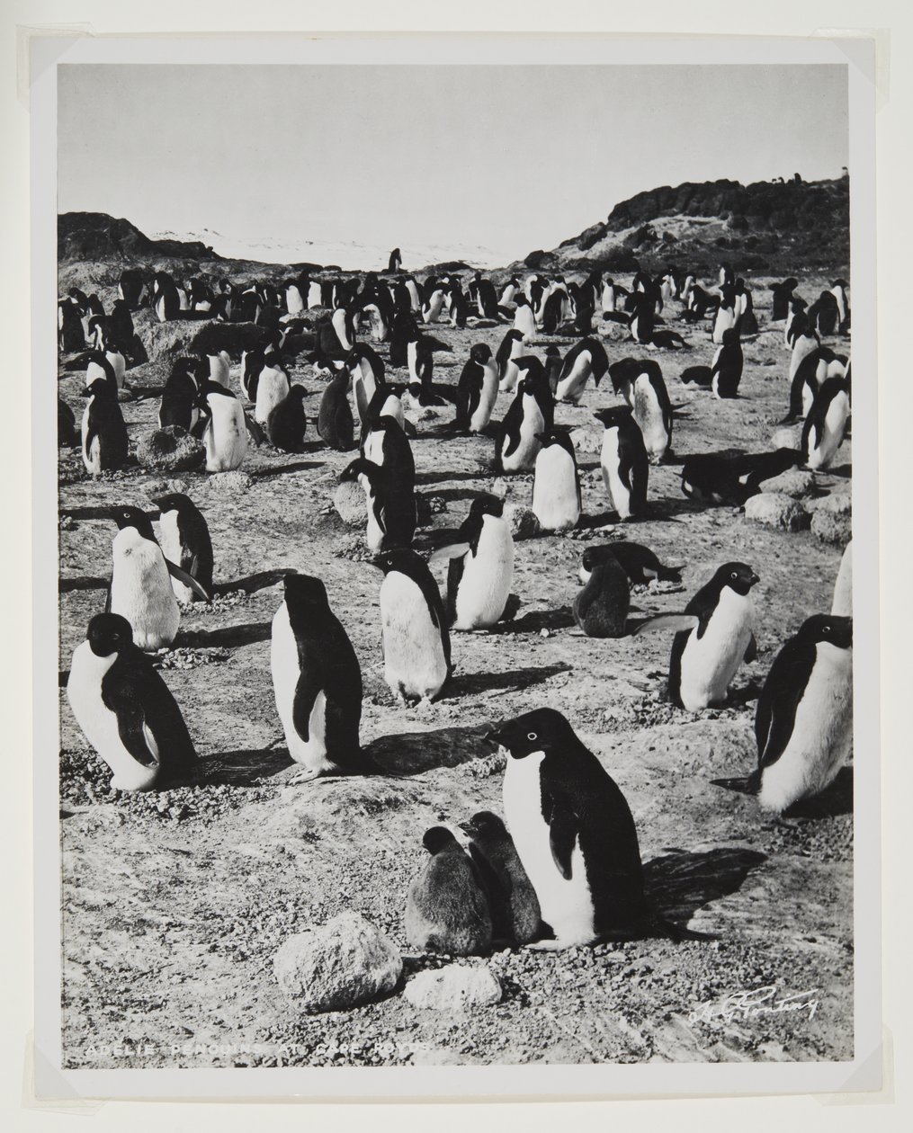 Adelie Penguins Cape Roydsissa (bromidiprintti) tekijältä Herbert Ponting