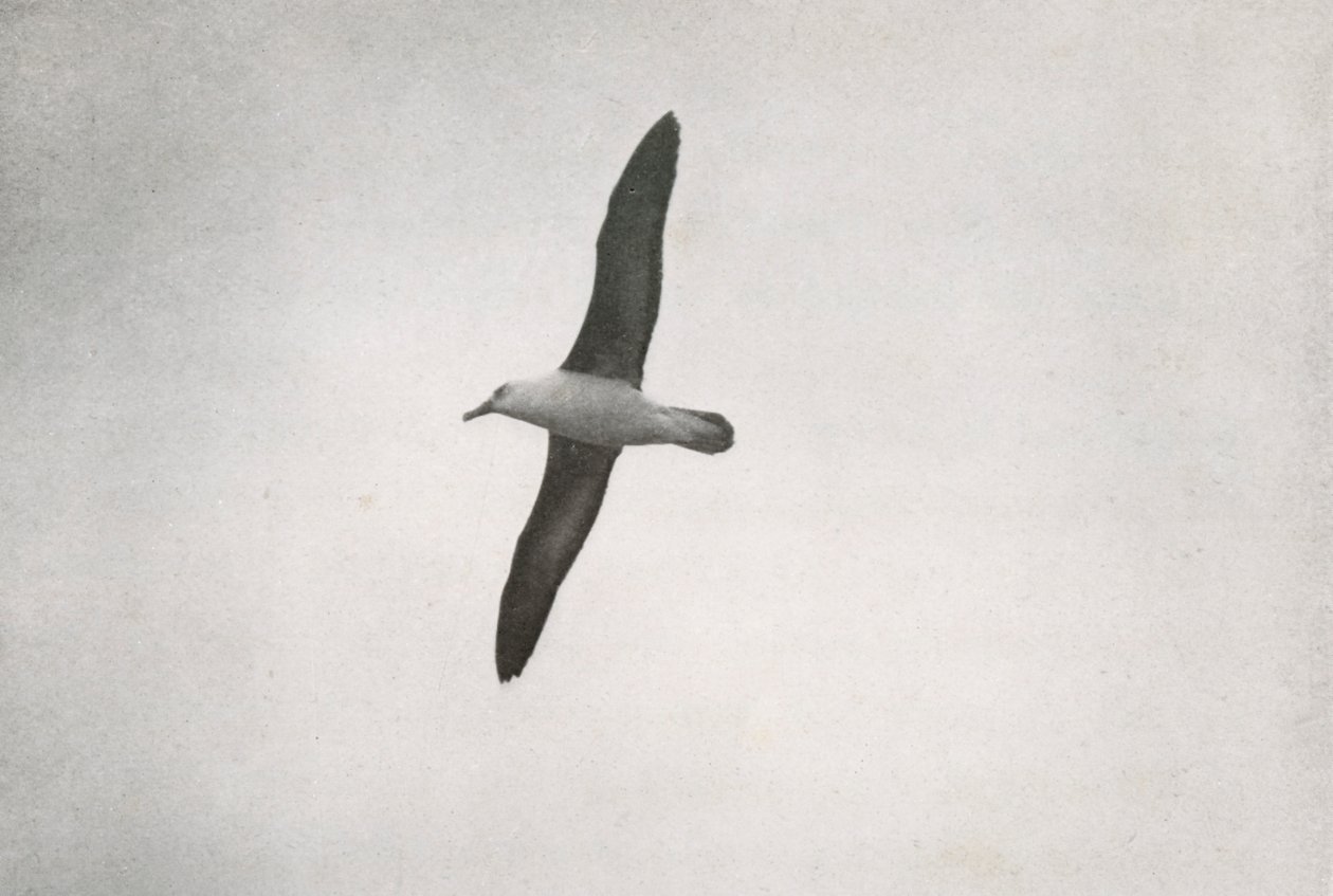 Albatrossi Soaring, c19101913, 1913 tekijältä Herbert Ponting
