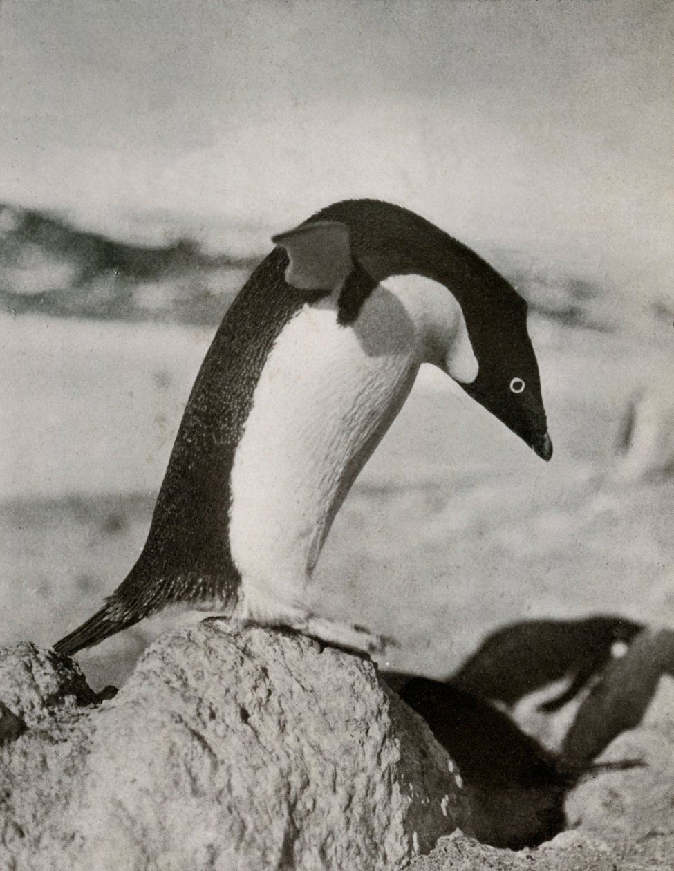 Adélie-pingviini sukeltamassa, c19101913, 1913 tekijältä Herbert Ponting
