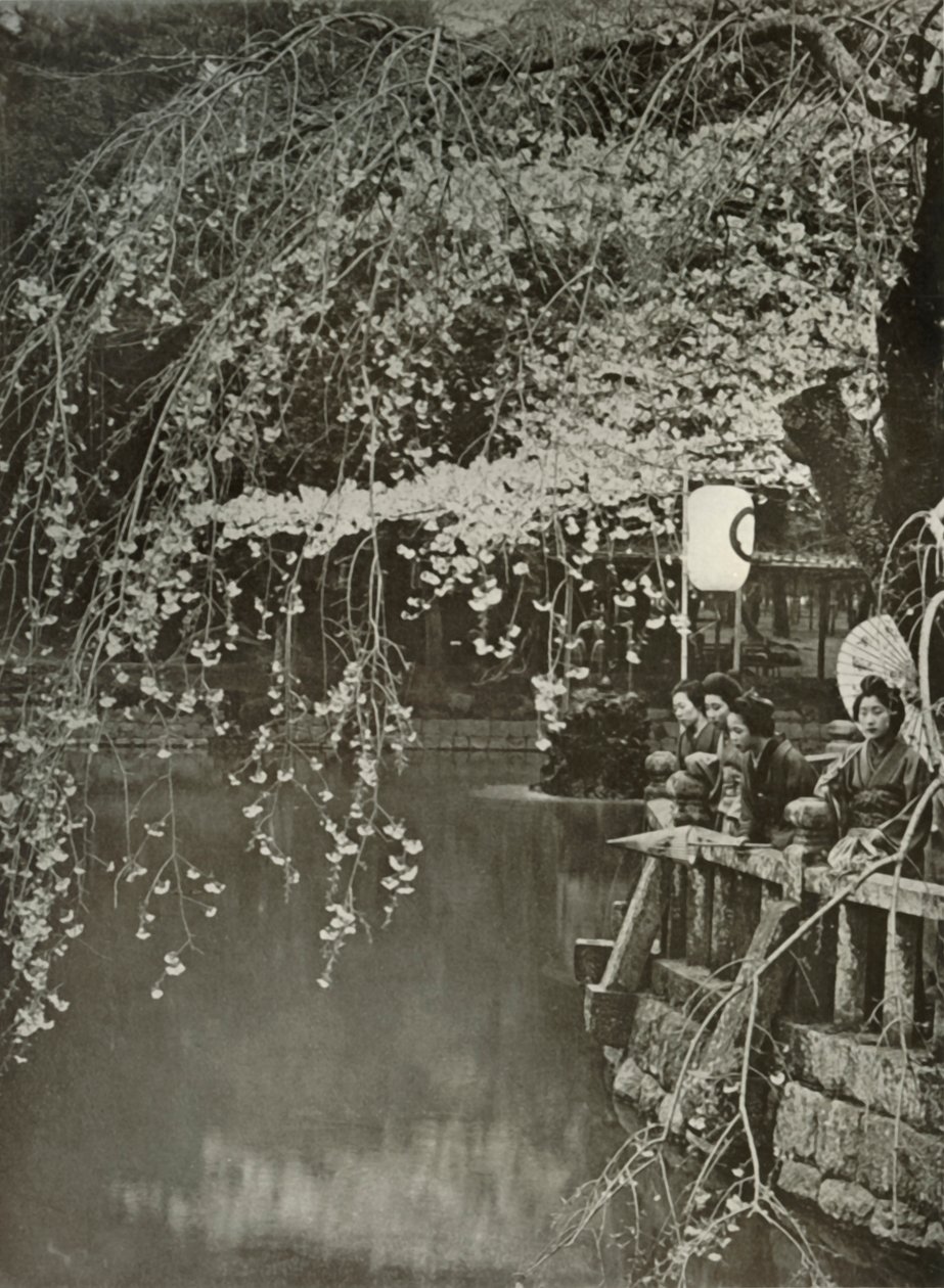 Kirsikankukinnan aika Japanissa, 1910. tekijältä Herbert Ponting