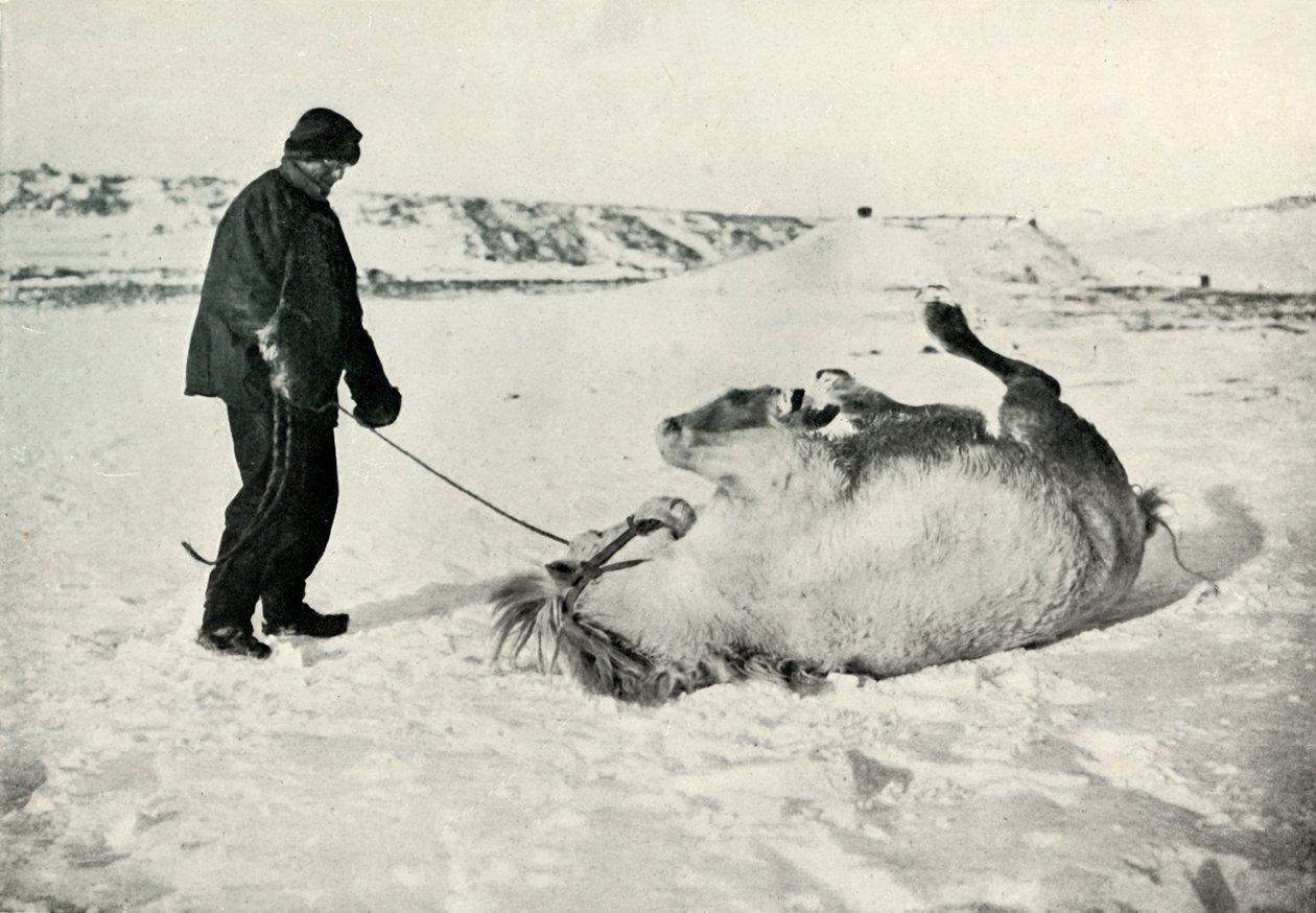 Cherry-Garrard antaa ponille Michael Roll in the Snow, c1911, 1913 tekijältä Herbert Ponting
