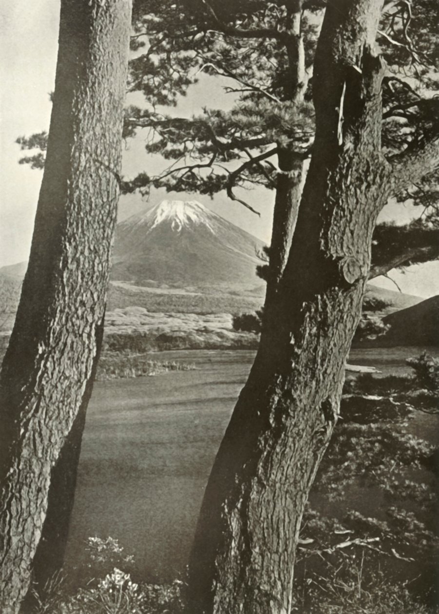 Fuji Motosu-järven mäntyjen läpi, 1910. tekijältä Herbert Ponting