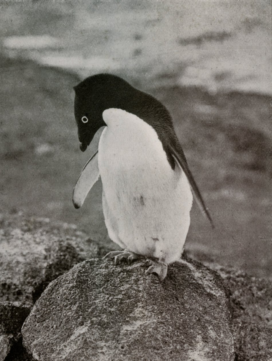 En välitä siitä, mitä minusta tulee, c19101913, 1913 tekijältä Herbert Ponting