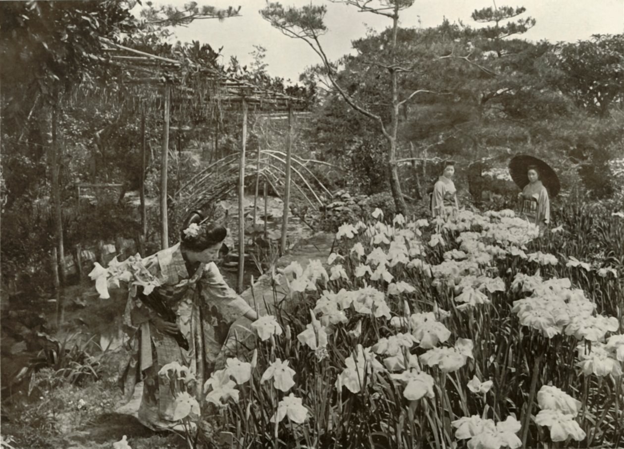 Iris Gardenissa, 1910. tekijältä Herbert Ponting