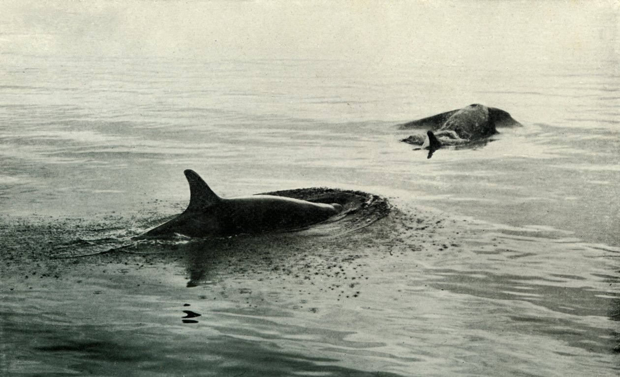 Killer Whales Rising To Blow, c19101913, 1913 tekijältä Herbert Ponting