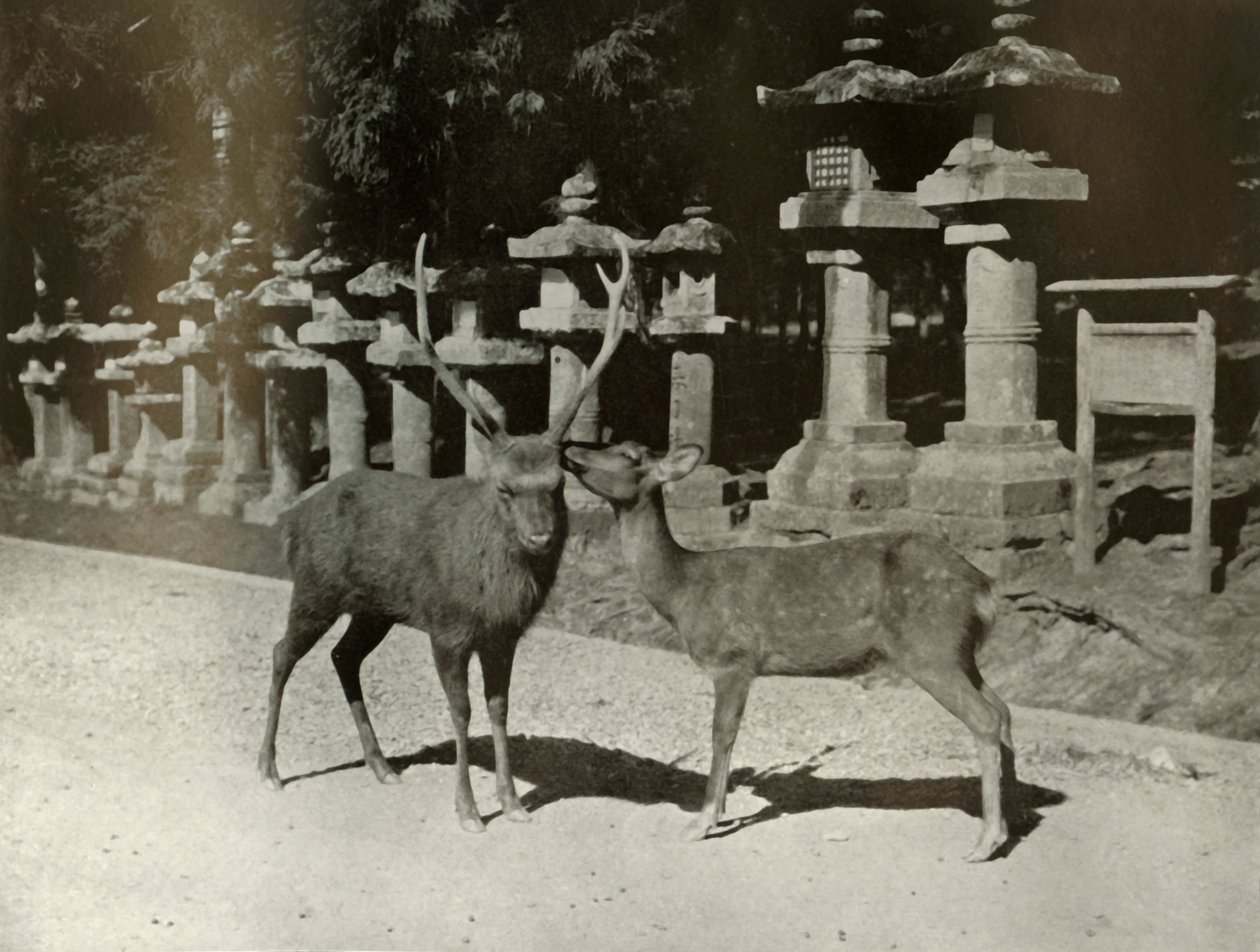 Rakkaani! Tutkimus Narassa, 1910. tekijältä Herbert Ponting
