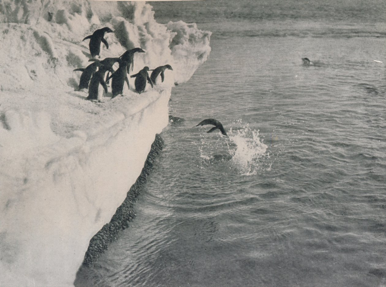 Penguins Diving, c1911, 1913 tekijältä Herbert Ponting