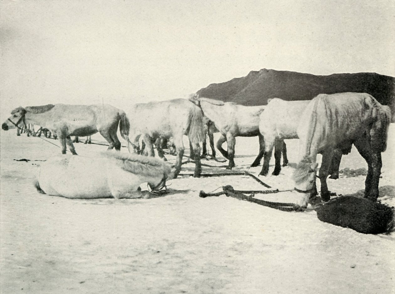 Ponit kiinnitettynä meren jäälle, c19101913, 1913 tekijältä Herbert Ponting
