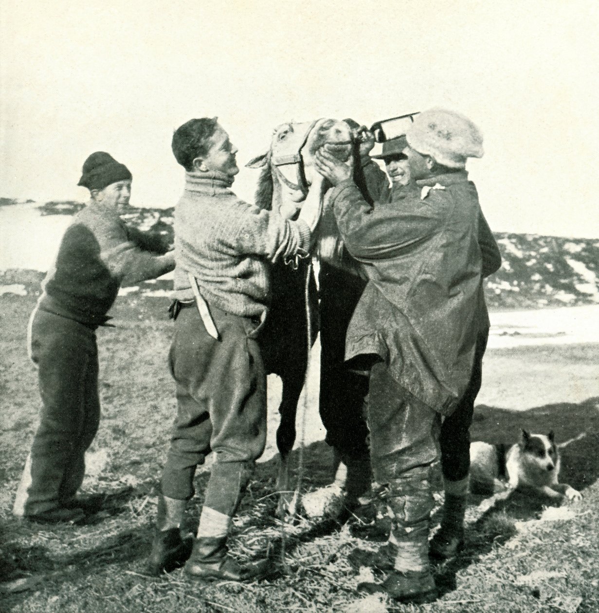 Pony Takes Whisky, 8. helmikuuta 1911, 1913 tekijältä Herbert Ponting