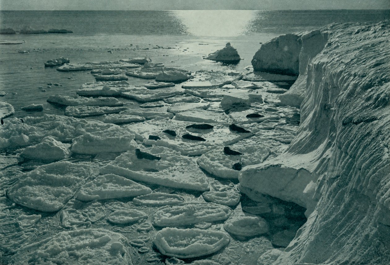 Hylkeet paistattelemassa äskettäin muodostuneella pannukakkujäällä Cape Evansissa, c19101913, 1913 tekijältä Herbert Ponting