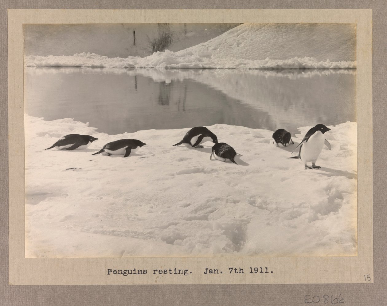 Kuusi Adelie-pingviiniä lepää jäällä. tekijältä Herbert Ponting