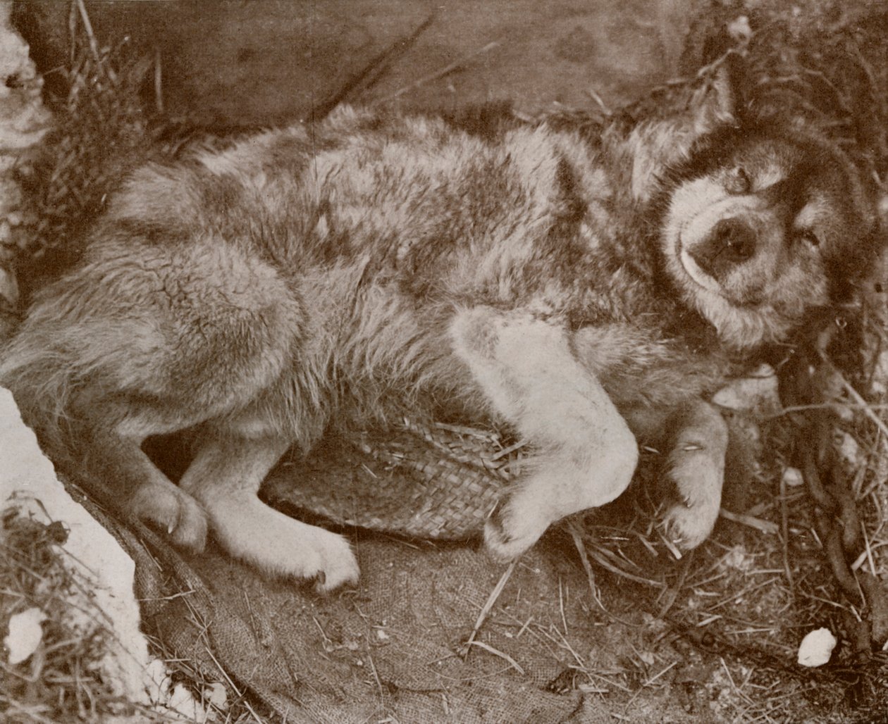 Taso Malingering, C17101213, 1913 tekijältä Herbert Ponting