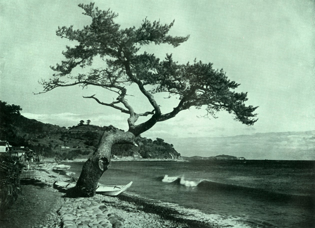 Puu ja aalto, 1910. tekijältä Herbert Ponting