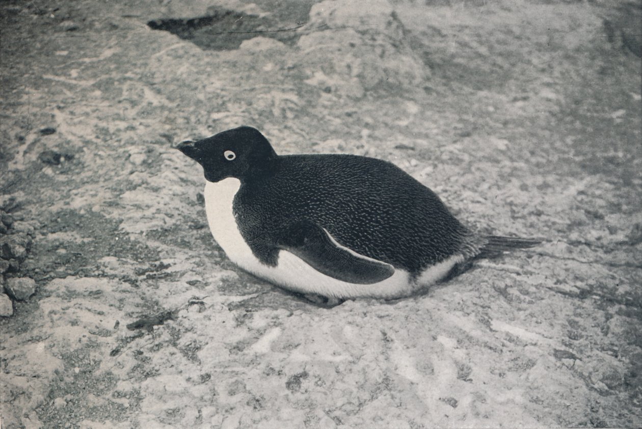 This One Hasnt., c1911, 1913 tekijältä Herbert Ponting