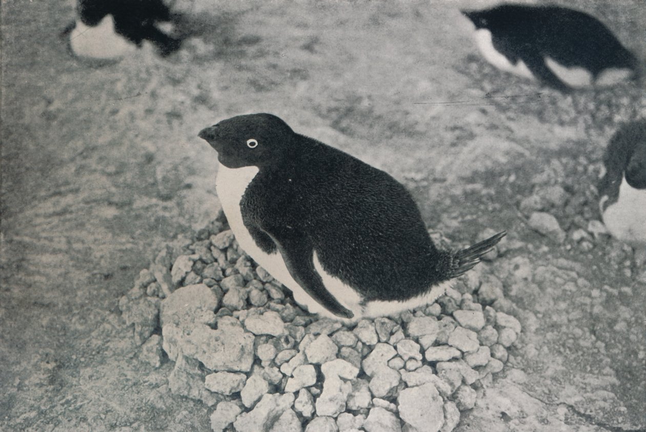 Tällä pingviinillä on ahkera puoliso, c1911, 1913 tekijältä Herbert Ponting