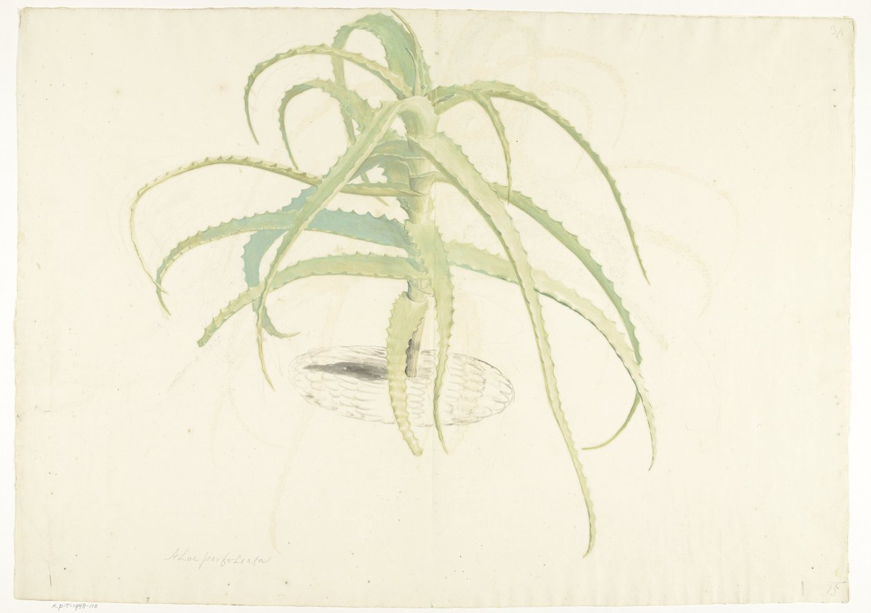 Aloe perfoliata tekijältä Herman Saftleven