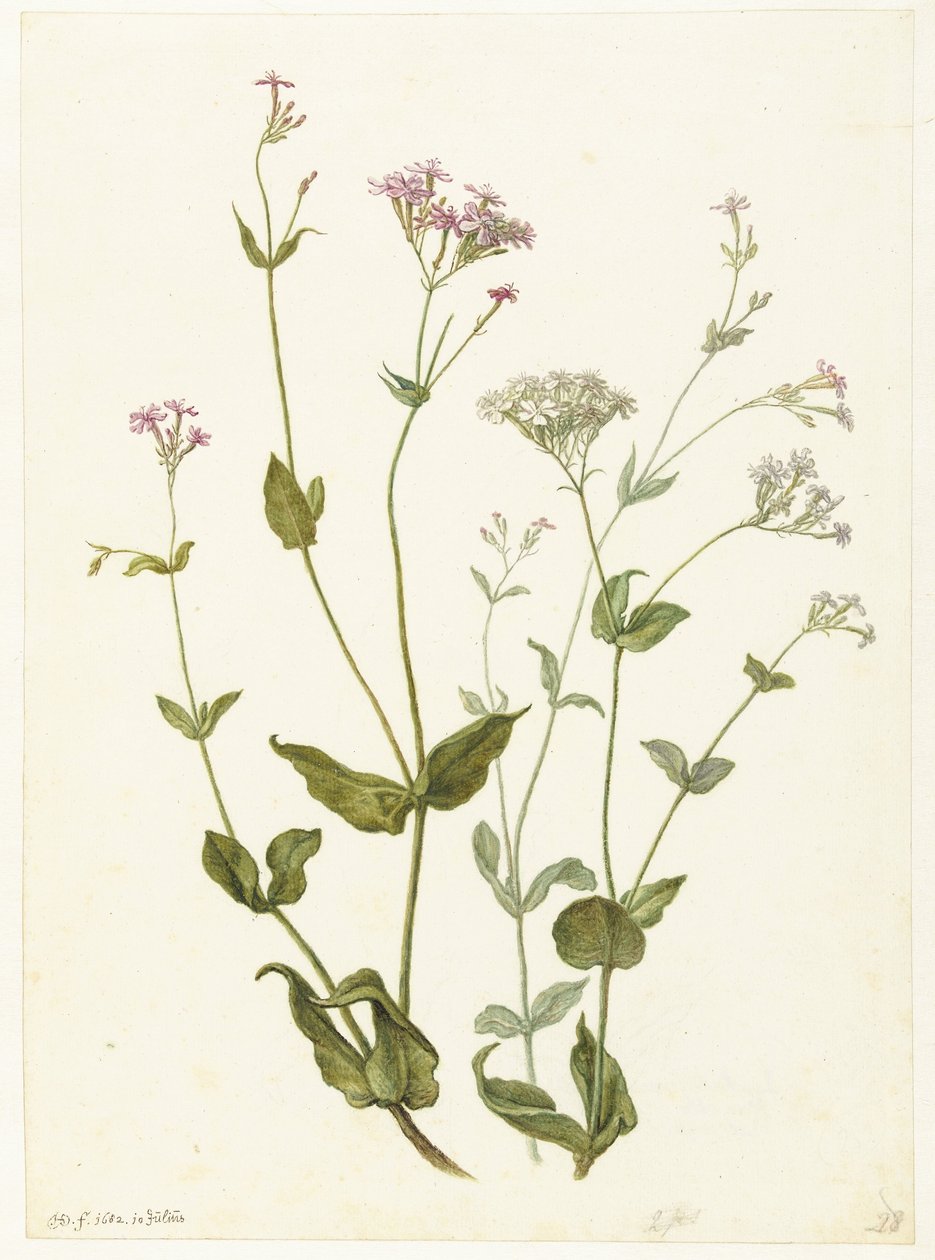 Virtsarakon Senna ja Sticky Catchfly Rode en witte Viscaria of pekanjer tekijältä Herman Saftleven