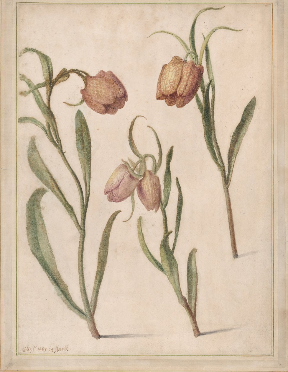 Study of Three Fritillaries, 1683. tekijältä Herman Saftleven the Younger