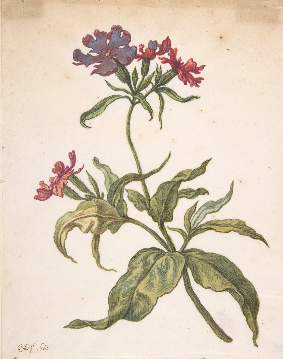 Tutkimus punaisesta kärpäsestä Lychnis hirsuta, 1680. tekijältä Herman Saftleven the Younger