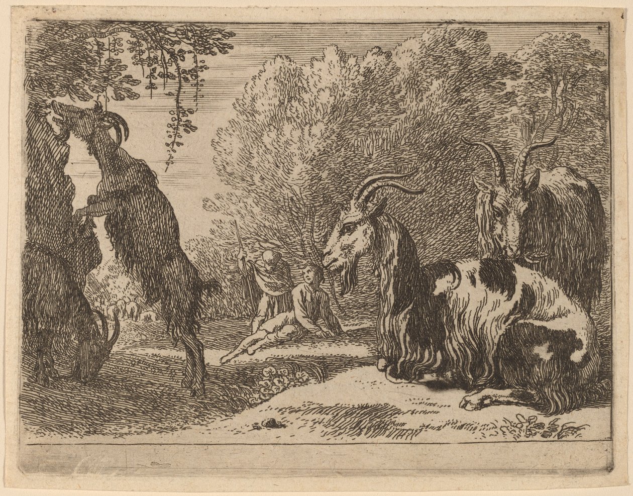 Goats tekijältä Herman van Swanevelt