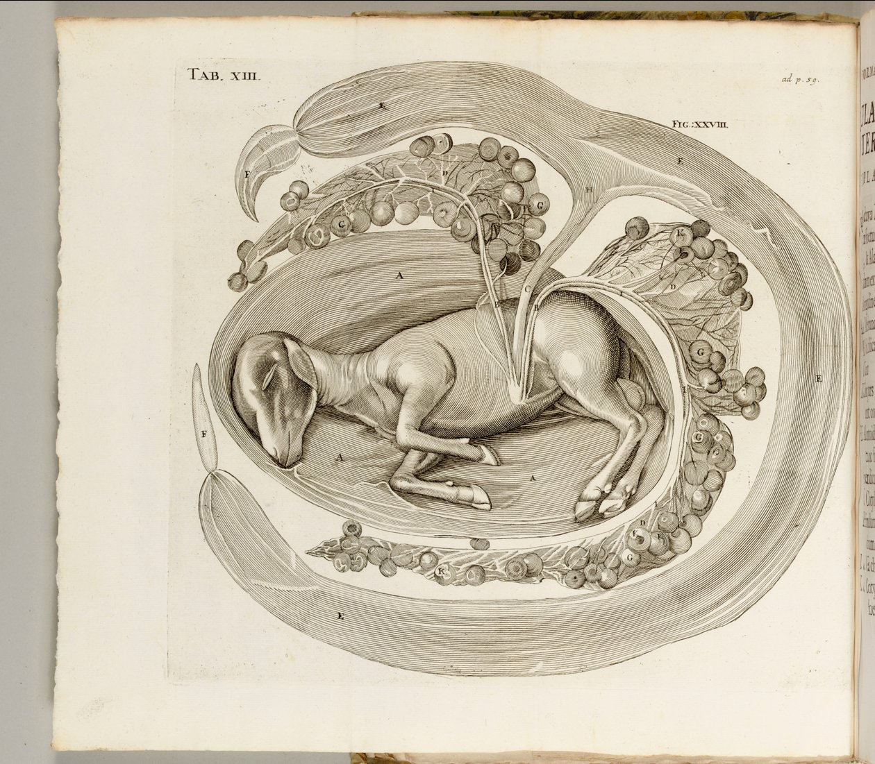Eläin kohdussa, 1738 tekijältä Hieronymus Fabricius ab Aquapendente