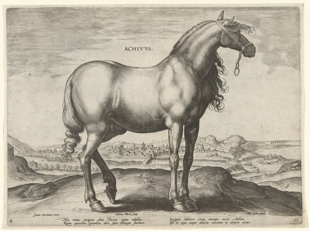 Hevonen Kreikasta (Achivus) Achivvs (otsikko esineessä) Hevosrodut Itävallan Don Juanin kuninkaallisilta tallilta (sarjan nimi) Equile Ioannis Austriaci Caroli (sarjan nimi) tekijältä Hieronymus Wierix