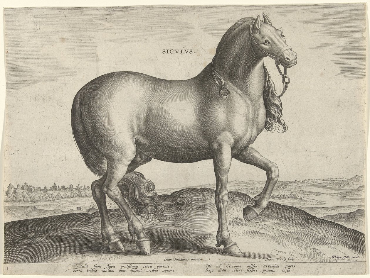 Hevonen Sisiliasta (Siculus) Sicvlvs (otsikko objektissa) Hevosrodut Itävallan Don Juanin kuninkaallisilta tallilta (sarjan nimi) Equile Ioannis Austriaci Caroli (sarjan nimi) tekijältä Hieronymus Wierix