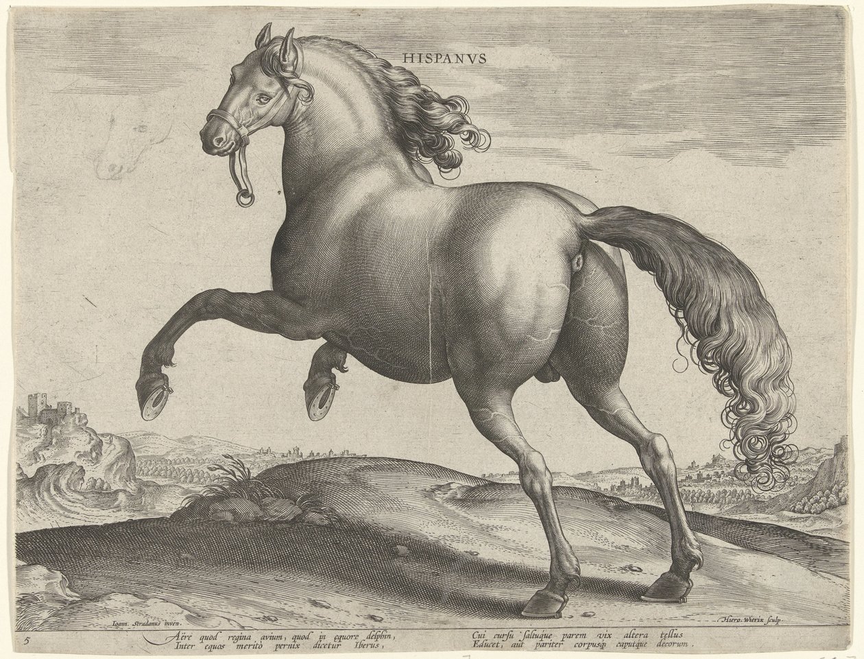Hevonen Espanjasta (Hispanus Alter) Hispanvs (otsikko objektissa) Hevosrodut Itävallan Don Juanin kuninkaallisilta tallilta (sarjan nimi) Equile Ioannis Austriaci Caroli (sarjan nimi) tekijältä Hieronymus Wierix