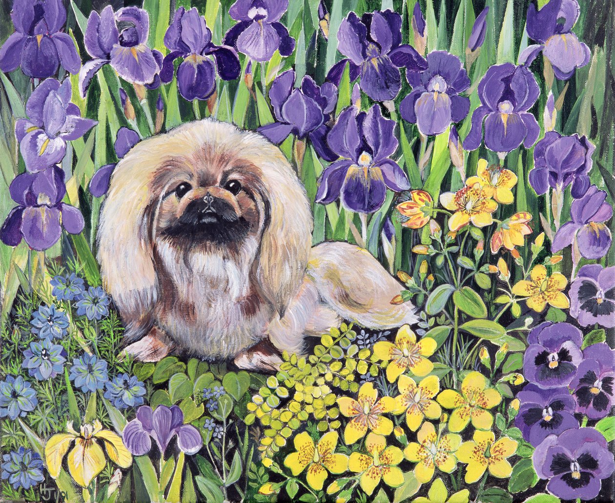 Peke in the Flower Bed (akryyli kankaalle) tekijältä Hilary Jones
