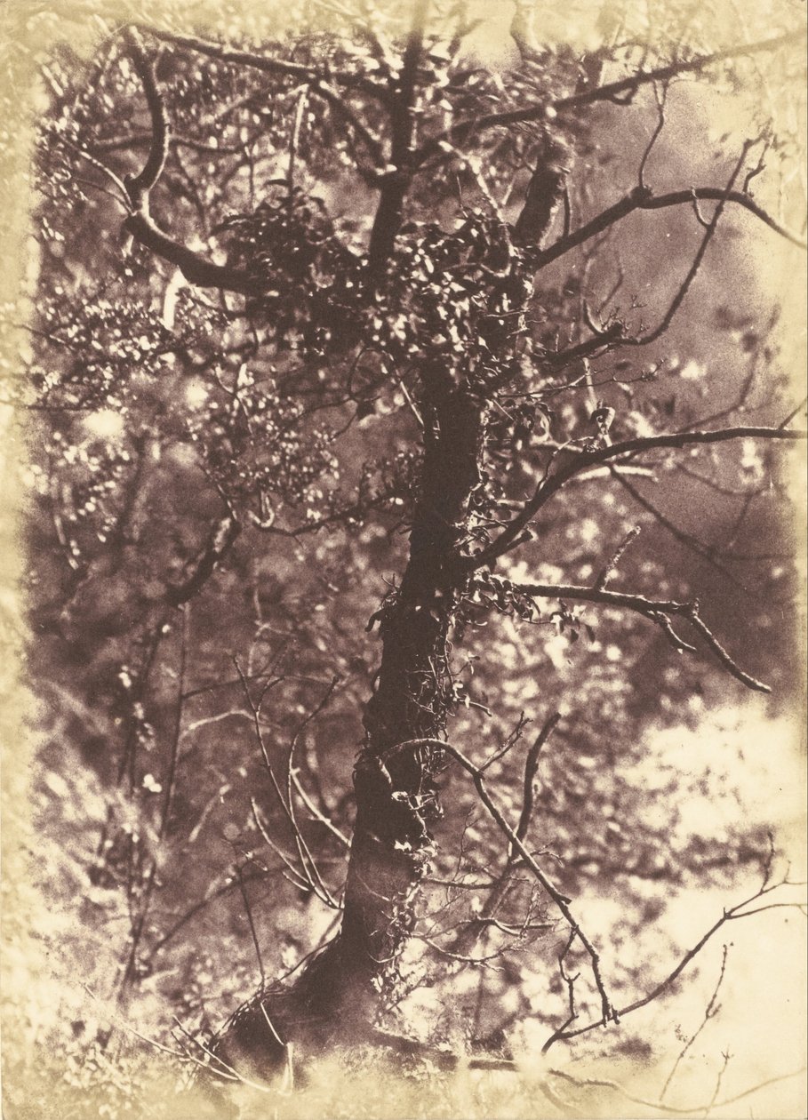 Ivy Covered Tree Colintonissa tekijältä Hill and Adamson