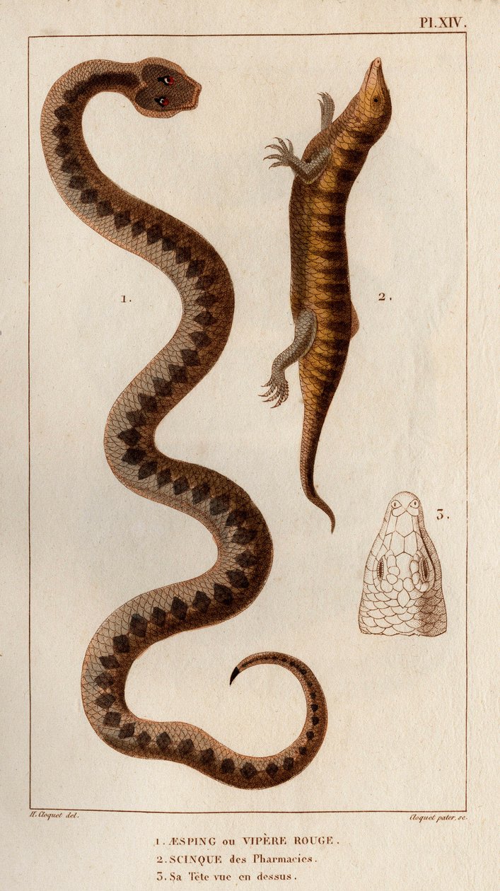 Aesping tai Red Vipere, Skink apteekeista, hänen päänsä ylhäällä." Fauna des Mdecins tai eläinten ja niiden tuotteiden historia, Hippolyte Cloquet” - Volume 6 - 1825. tekijältä Hippolyte Cloquet