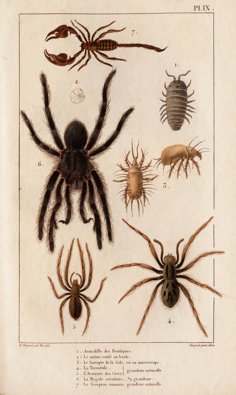 Kauppojen Amardille, syyhyn Sascopte, Tarantula, Araignee ja Skorpioni. tekijältä Hippolyte Cloquet