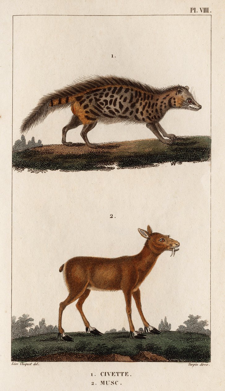 Sivetti ja myski." "Fauna des Mdecins tai eläinten ja niiden tuotteiden historia, Hippolyte Cloquet" - Volume 6 - 1825. tekijältä Hippolyte Cloquet