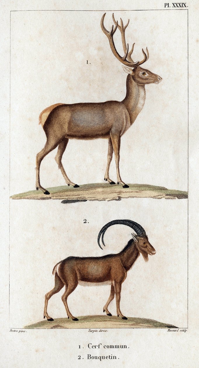 Tavallinen hirvi ja merihirvi." "Fauna des Mdecins tai eläinten ja niiden tuotteiden historia, Hippolyte Cloquet" - Volume 6 - 1825. tekijältä Hippolyte Cloquet