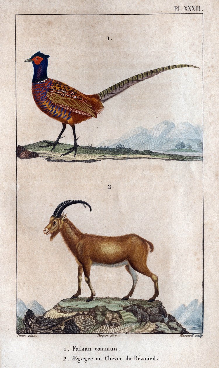 Tavallinen fasaani ja Bezoardin Chevre. Taulu otettu julkaisusta "" Fauna of the Docs tai eläinten ja niiden tuotteiden historia "" by Hippolyte Cloquet tekijältä Hippolyte Cloquet